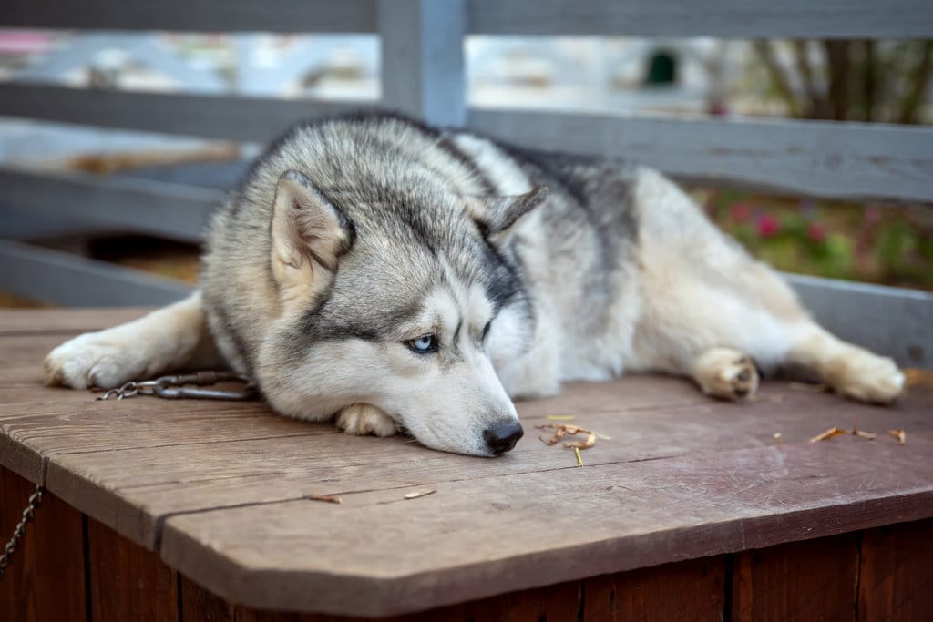 anjing Husky