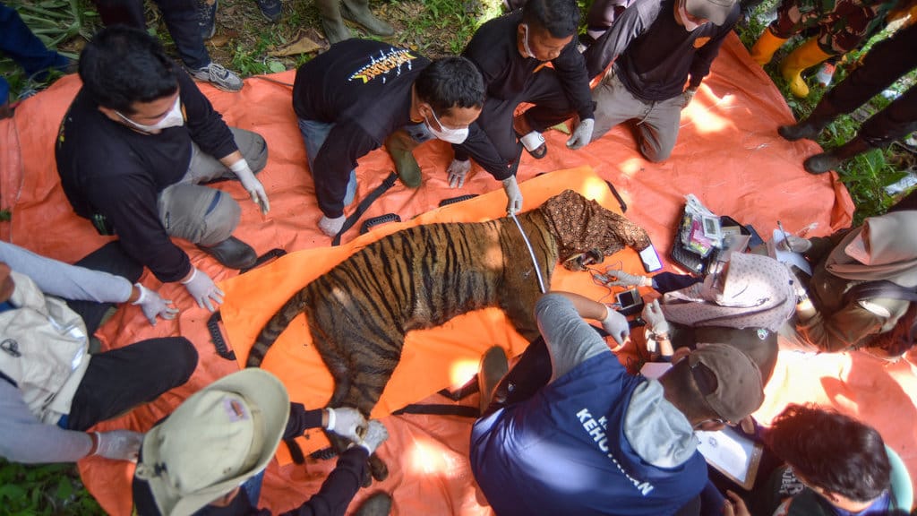 Evakuasi Harimau Sumatra di Agam