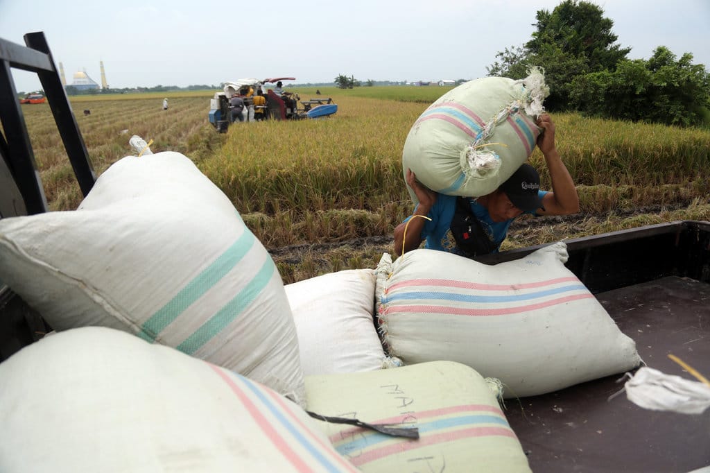 Capaian serapan gabah dari petani di Sumut