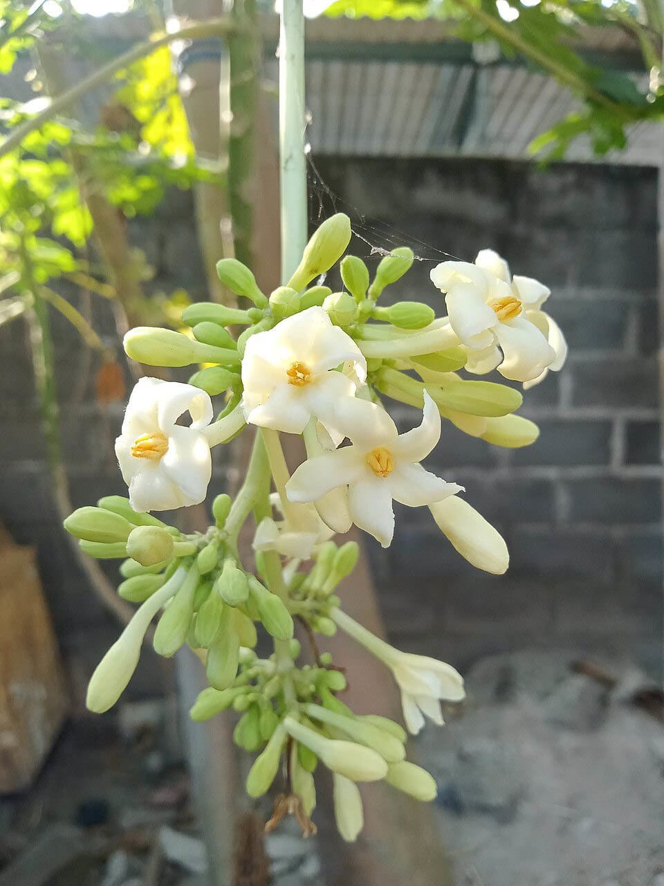 Bunga Pepaya jantan