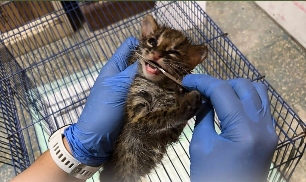 Kucing Kuwuk Langka Dievakuasi setelah Karhutla Hancurkan Habitat di Ogan Ilir