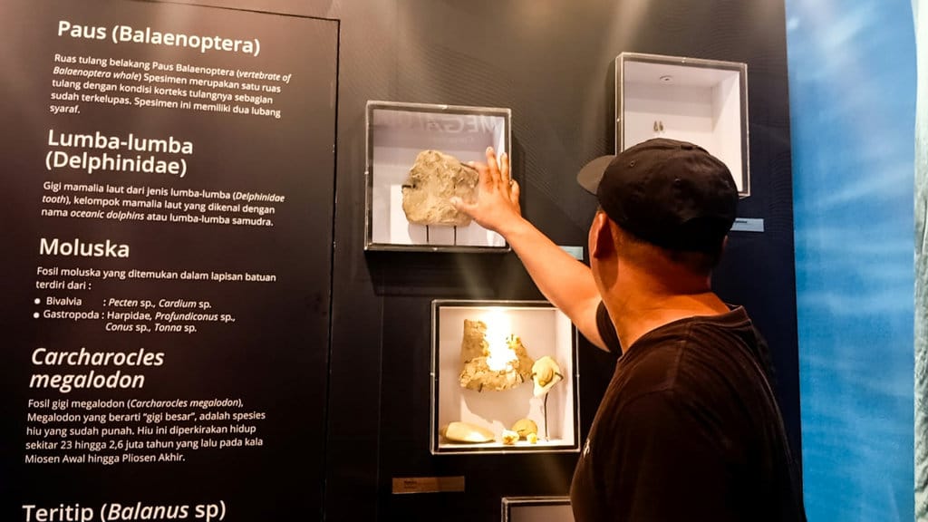 Jejak Hiu Purba Masa Jura Lahir diweiteran Sukabumi