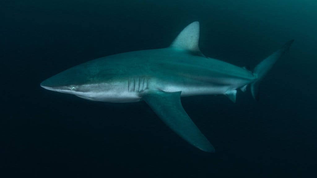 Dusky shark