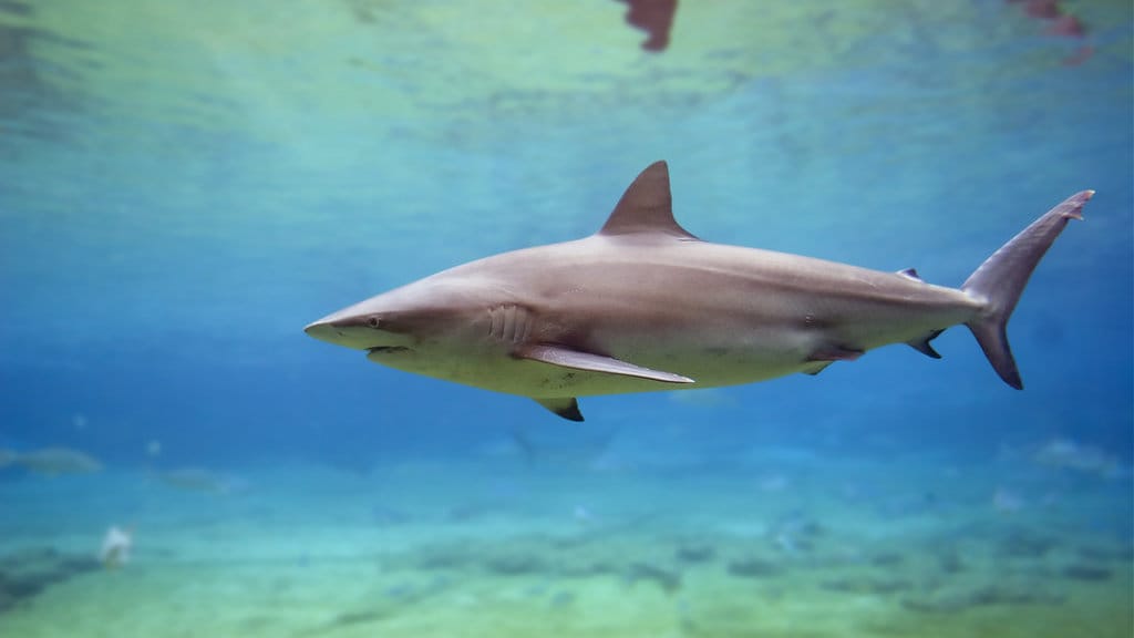 Dusky shark