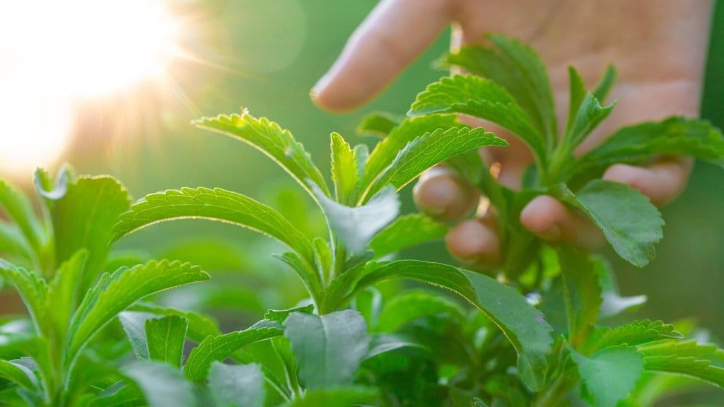 Daun Stevia