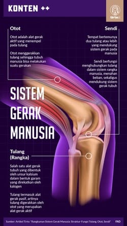 Materi Sistem Gerak pada Manusia: Otot, Tulang, Sendi & Soalnya