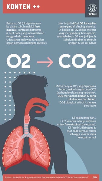 Proses Pertukaran Gas O2 dan CO2 di Paru-Paru Manusia