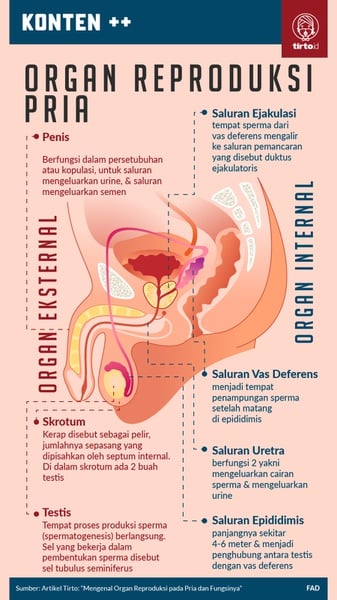 Rangkuman Materi Sistem Reproduksi Manusia Kelas 9 SMP