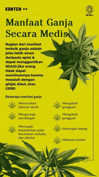 Penelitian Ganja Medis yang Hanya Jadi Wacana