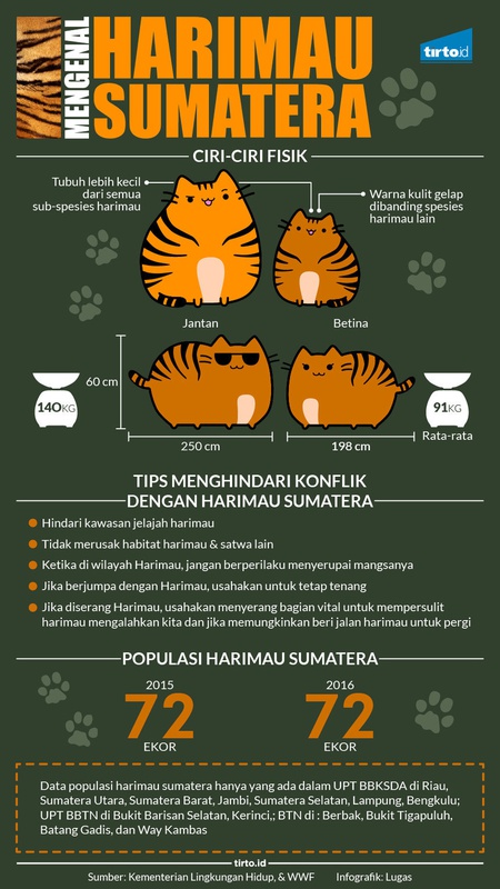 Mengenal Harimau Sumatera