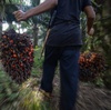 Turunnya Harga Kelapa Sawit Beri Efek Domino Pada Ekonomi Indonesia