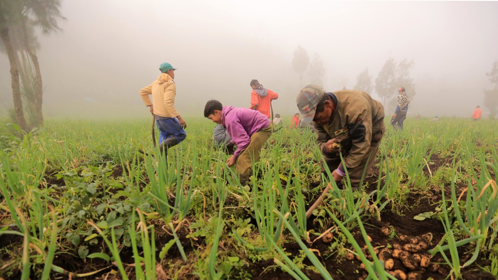 Para Petani dari Balik Kabut Para Petani dari Balik Kabut