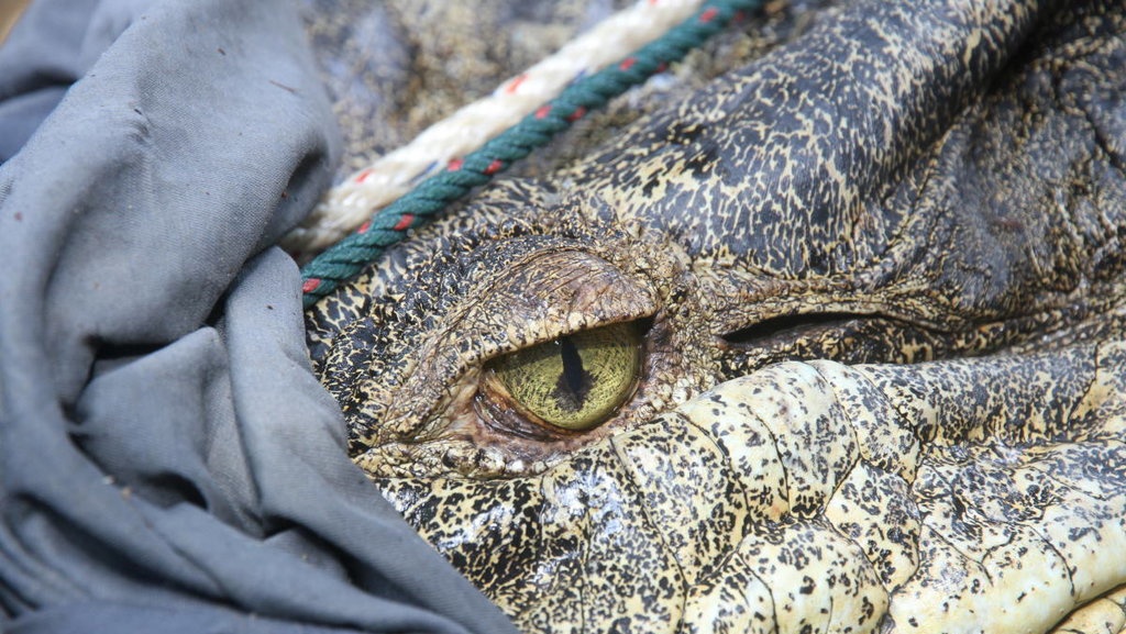 Ada Buaya di Dermaga - Tirto Kilat
