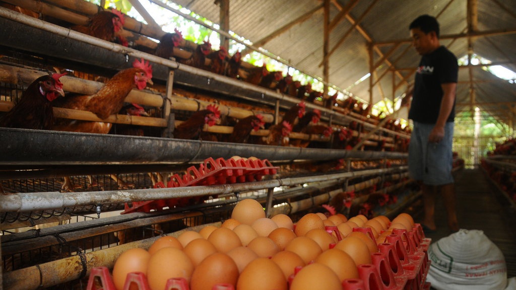 Harga Telur Ayam Meroket - Tirto Kilat Harga Telur Ayam Meroket - Tirto Kilat