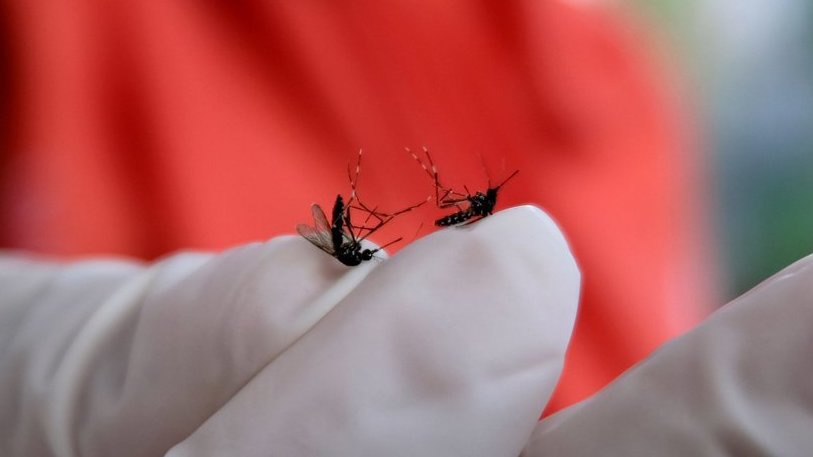 Waspada Demam Berdarah - Tirtografi