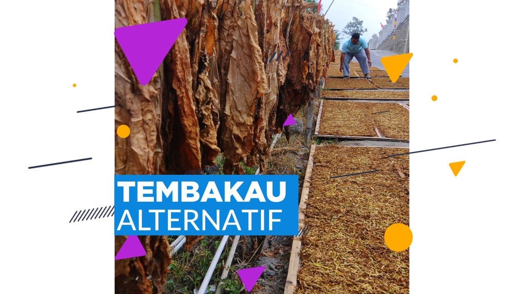 Tembakau Alternatif - Tirtografi Tembakau Alternatif - Tirtografi