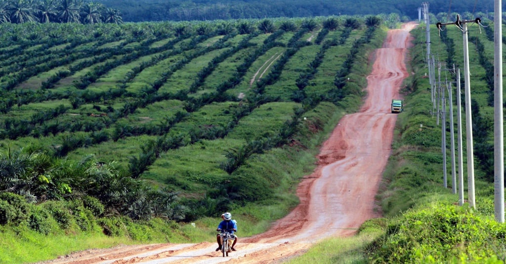 Perkebunan Sawit Yang Makin Mengancam Keragaman Hayati Tirto Id