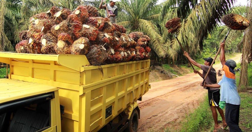 Kelapa sawit menjadi komoditas utama hasil bumi dari Indonesia