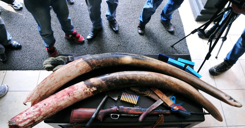 76 Kilogram Gading Gajah Gagal Diselundupkan di Afrika Selat - Tirto.ID