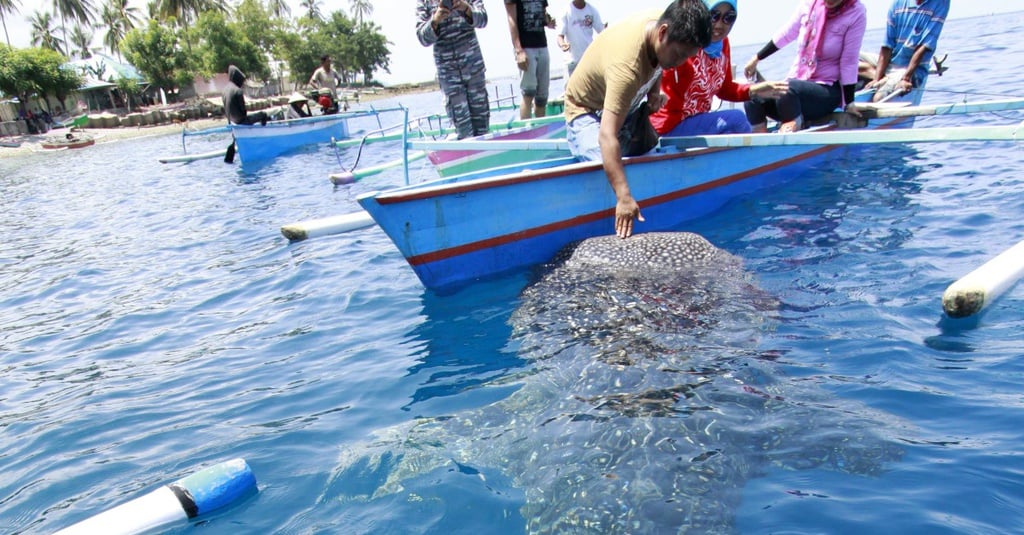 Aturan Baru Objek Wisata Hiu Paus Gorontalo Akan Diterapkan