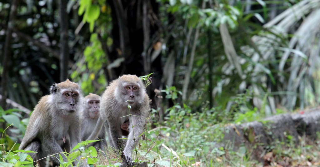 Cacar Monyet dan Deretan Penyakit Primata yang Menular ke 