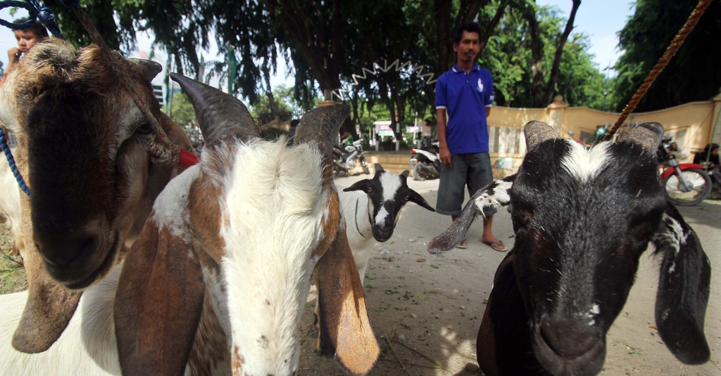 Jenis Kambing Kurban Paling Mahal di Pasar Tanah Abang ...