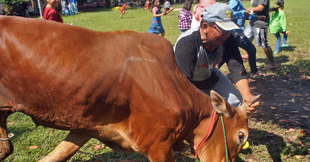 Sapi Ngamuk dan Sapi Kurban Warga Singapura