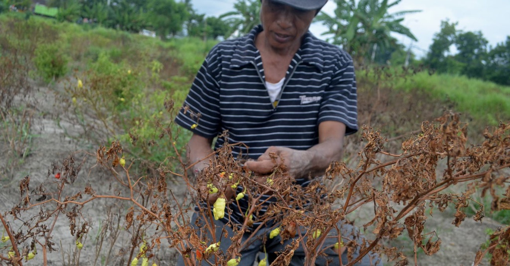 Petani Cabai Rumah Kaca Raup Rp20 Juta Sebulan Tirto Id