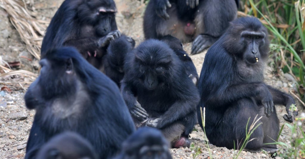 Monyet Selfie Sulawesi Terancam Punah Tirto ID