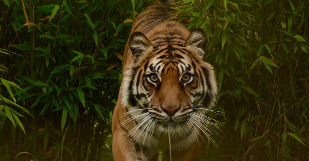  Harimau Liar  Berkeliaran di Pemukiman Warga Indragiri 