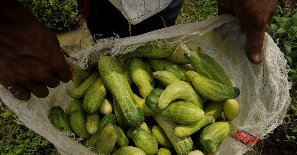 Manfaat Mentimun Untuk Kesehatan Bantu Turunkan Gula Darah Tirto Id