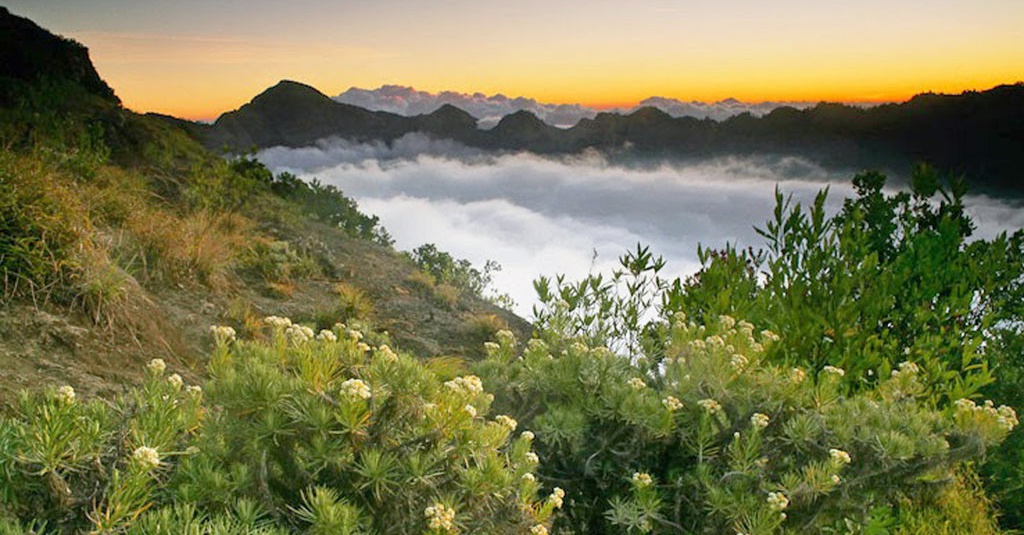 Alasan Kenapa Bunga  Edelweis  di Gunung Tidak  Boleh  Dipetik  