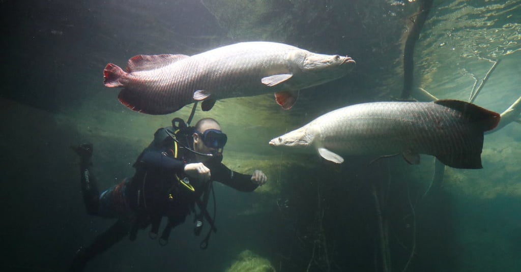 Karakteristik Ikan Arapaima Gigas Menurut Kkp Tirto Id