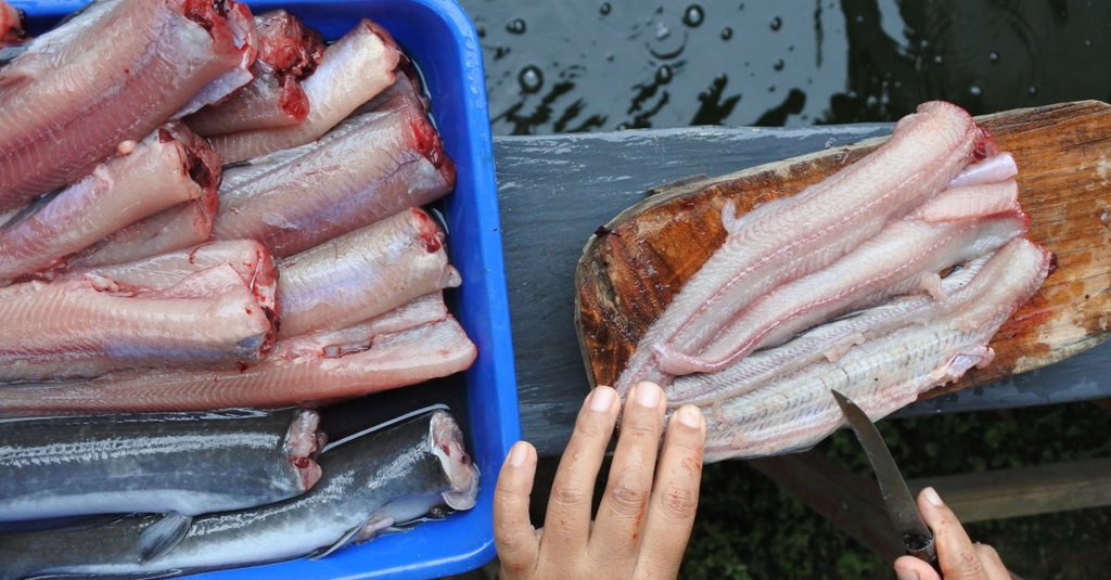 Kandungan Nutrisi Ikan Lele Dan Benarkah Bisa Cegah Stunting