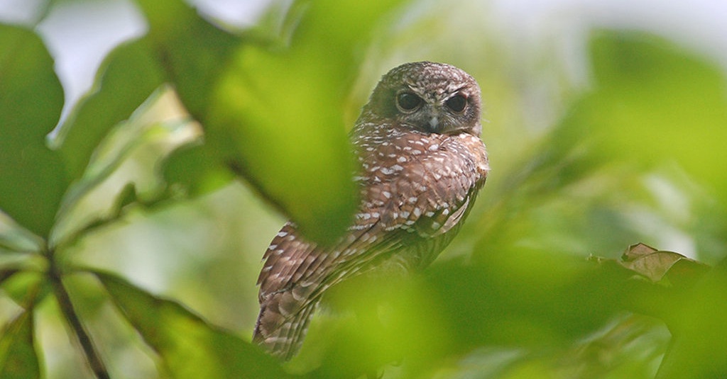 Fauna indonesia tengah atau tipe peralihan sulawesi maluku timor ntt ntb dari jenis mamalia