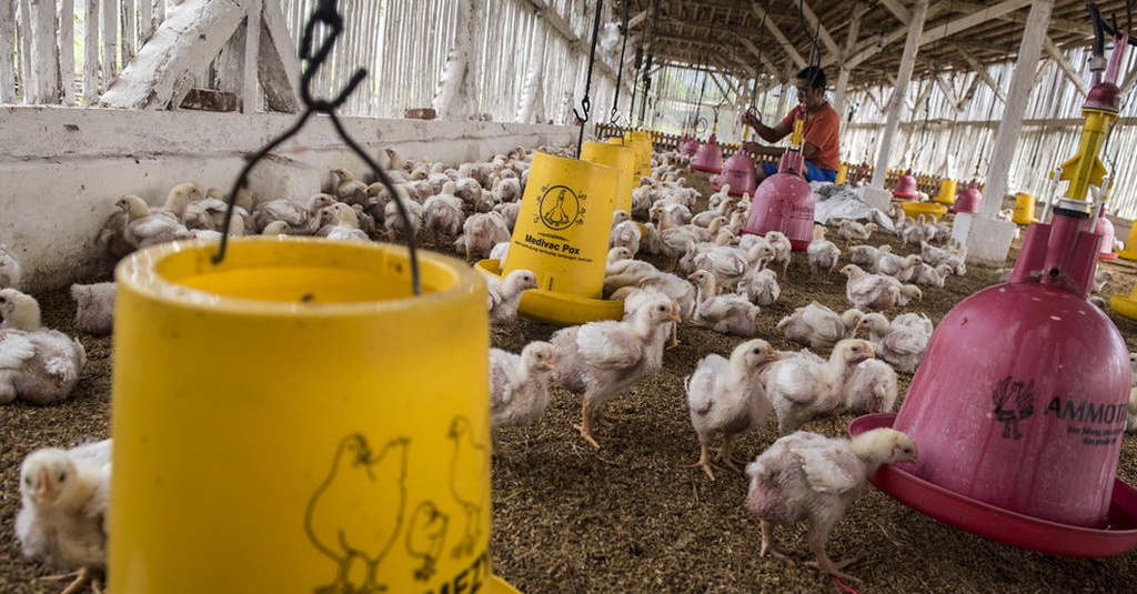 Ppun Industri Besar Kuasai 80 Pasar Ayam Rugikan Peternak Tirto Id