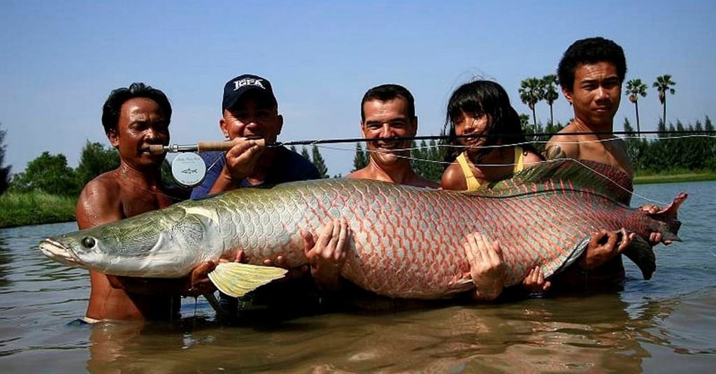 Jangan Lepas Ikan  Arapaima  ke Sungai Sungai di Indonesia 