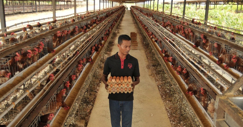 Telur dan Minyak Goreng Curah Mulai Turun