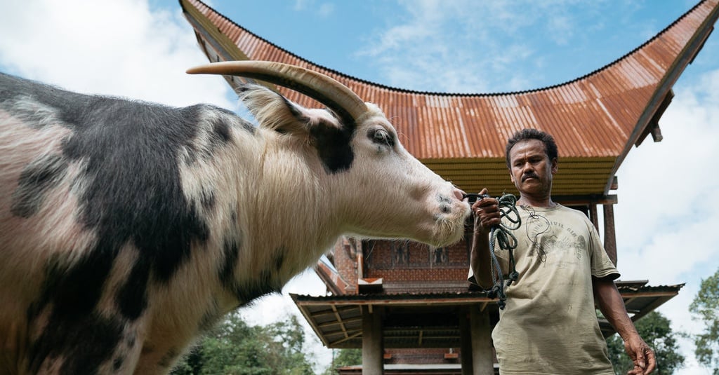 Kerbau adalah Barang  Mahal di Tana Toraja Tirto ID