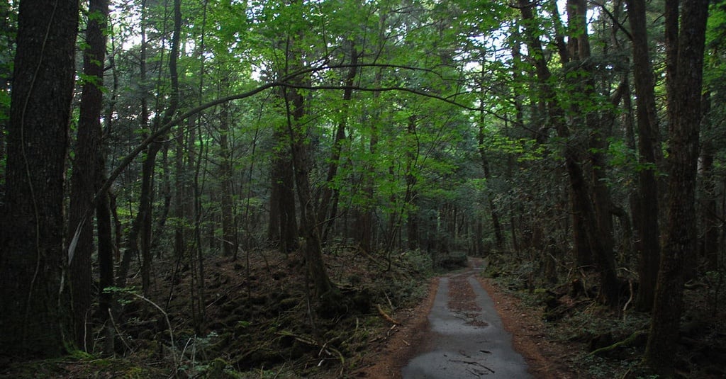 Qory Gore dan Perilaku Tak Pantas di Hutan Aokigahara  