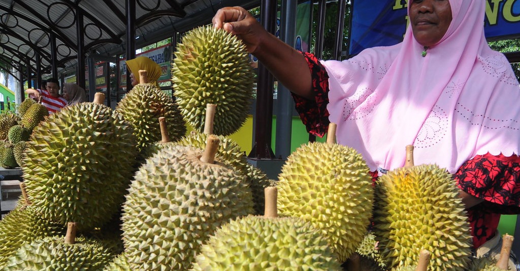 waktu yang tepat untuk proses memanen cacing tanah adalah - festival durian pamekasan 2018 antarafoto 