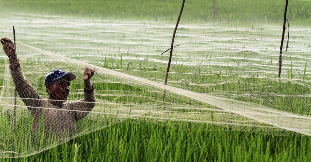 Hari Pangan Sedunia 2019 Dan Tantangan Penuntasan Gizi Buruk Tirto Id