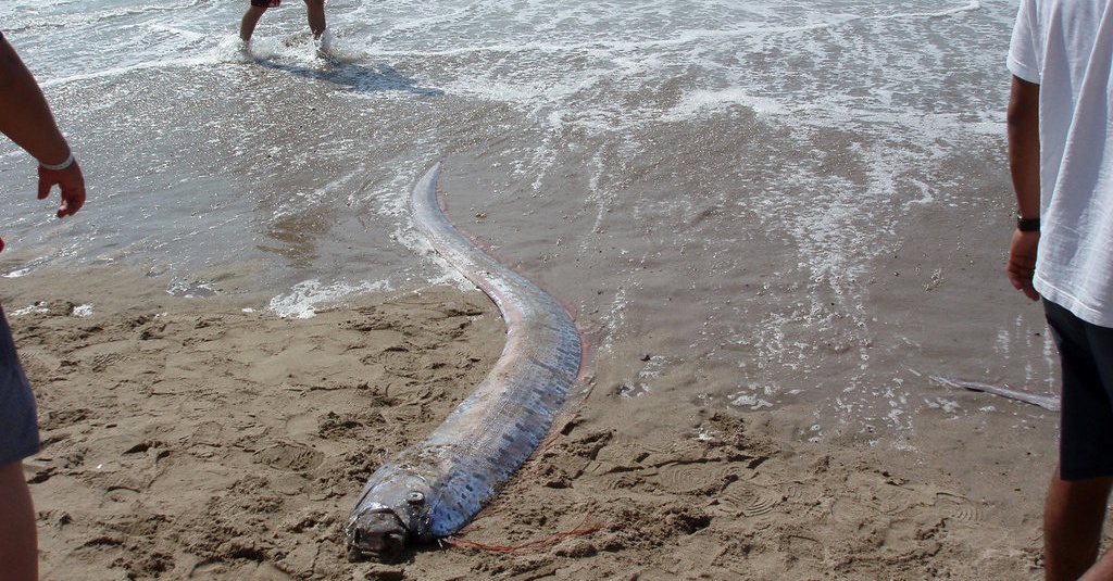 Munculnya Oarfish Di Jepang Dan Kaitannya Dengan Bencana Gempa