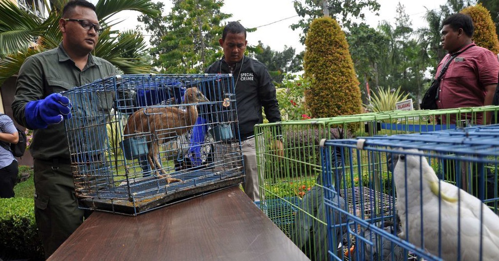 29+ Burung merak hijau dilindungi untuk menghindari terbaru