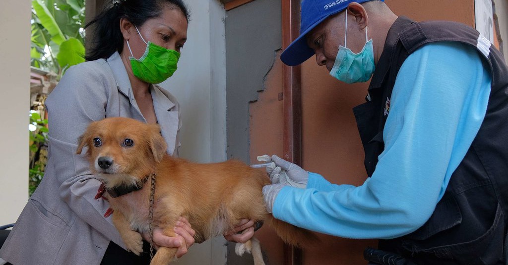 Benarkah Makan Daging Anjing Bisa Bikin Rabies? - Tirto.ID