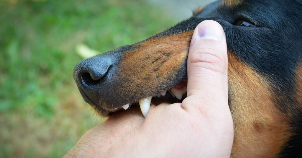 Mengenal Bahaya Gigitan Anjing & Cara Pencegahannya