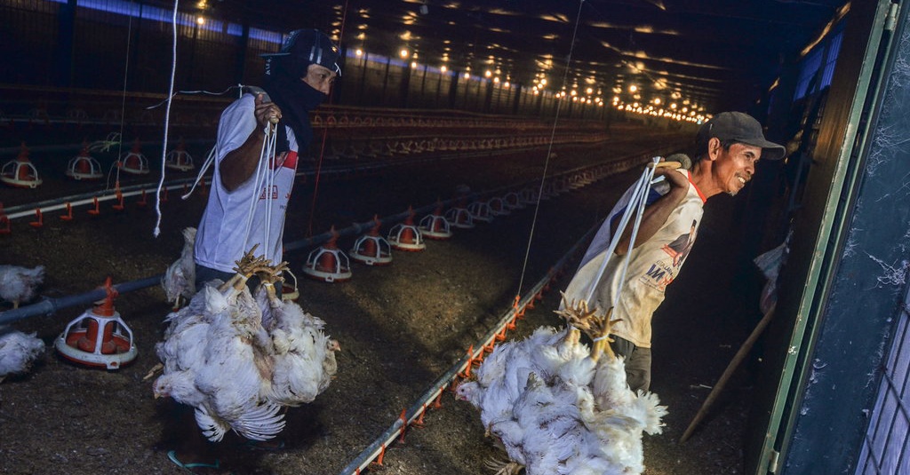 Mendag Ungkap Biang Kerok Fluktuasi Harga Ayam Ras