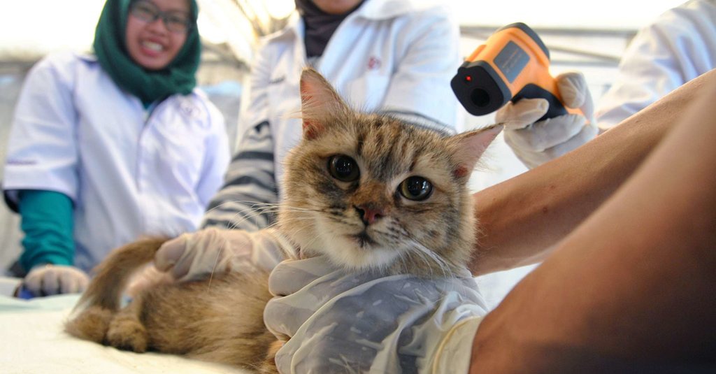 Syarat Vaksin Kucing Ketahui Cara, Syarat dan Kuota Vaksin Rabies Gratis di Jakarta
