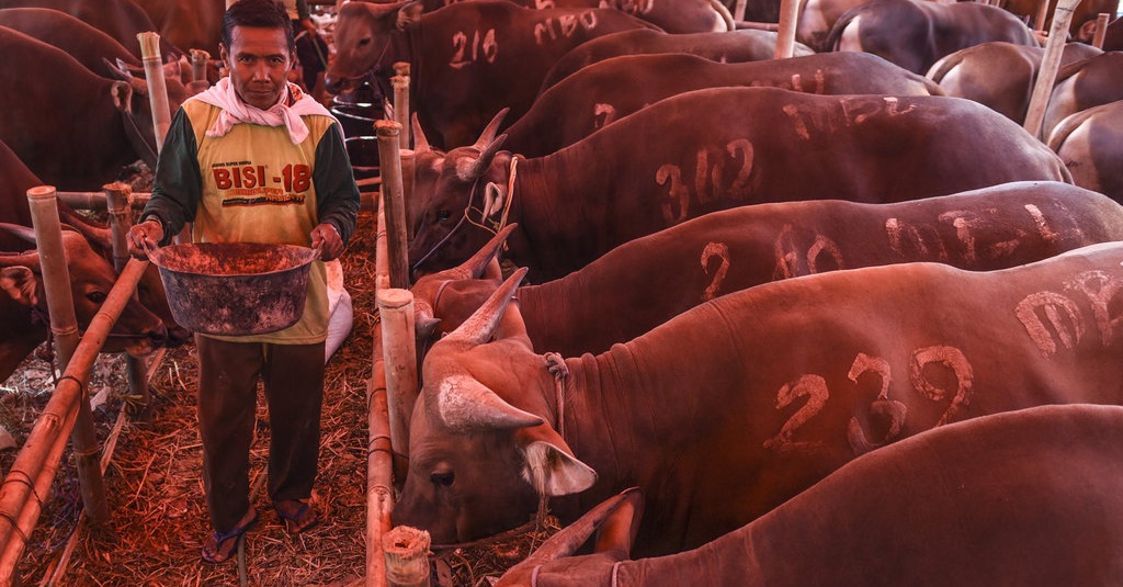 Pemprov DKI Kumpulkan 189 Sapi, 306 Kambing & 1 Kerbau Hewan Kurban