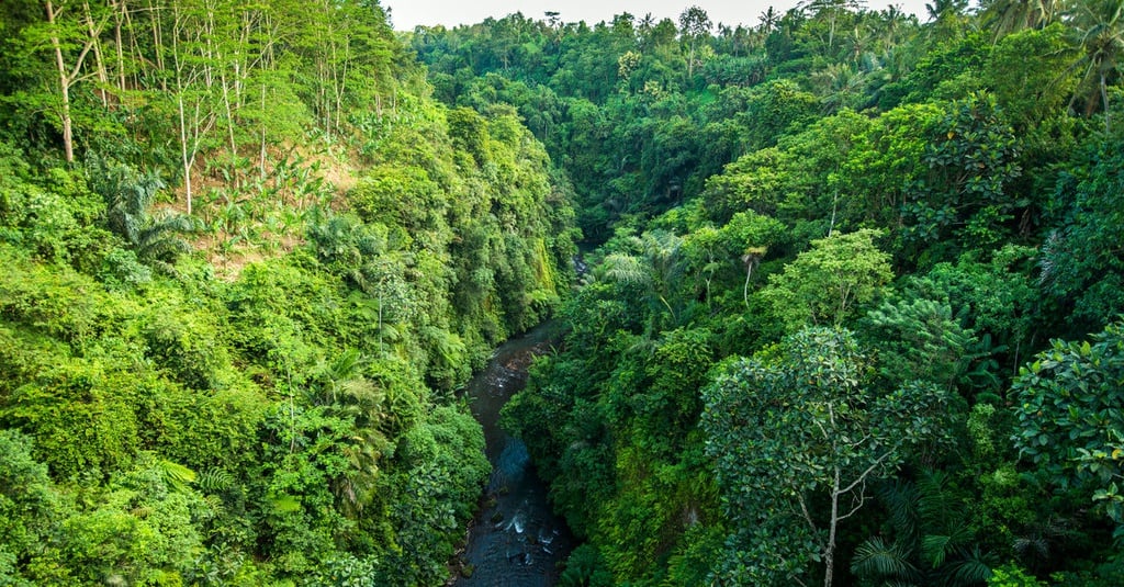 Faktor utama yang mempengaruhi persebaran hutan hujan tropis di daerah ekuator ialah